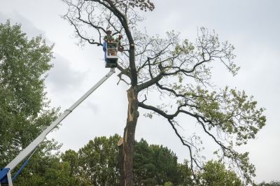 Tree Removal Services